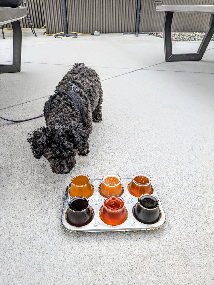 Truffles inspecting my beers