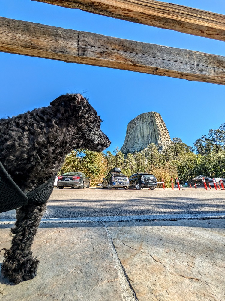 As close as dogs are allowed to Devils Tower