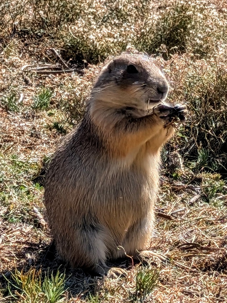 Prairie dog at Devils Tower National Monument