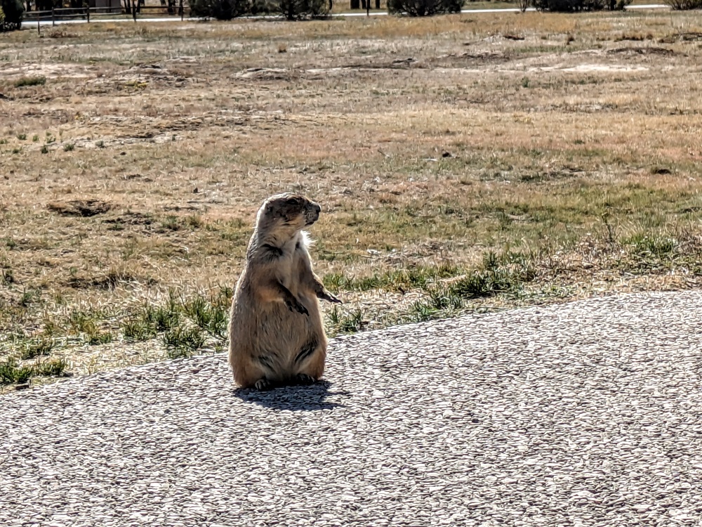 Prairie dog at Devils Tower