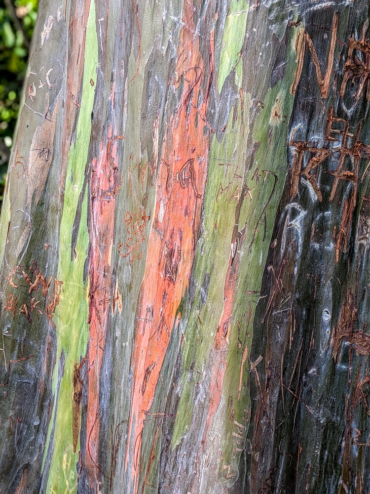 Bark of a Eucalyptus Rainbow Tree