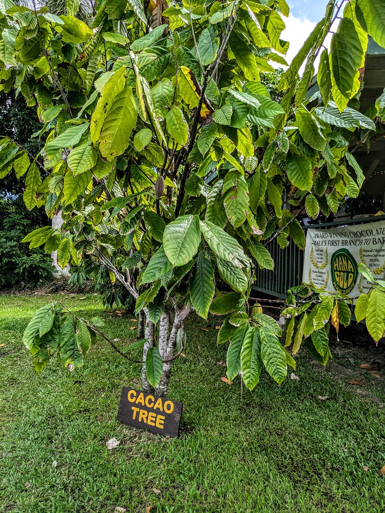 Cacao Tree at Hana Gold Cacao Plantation