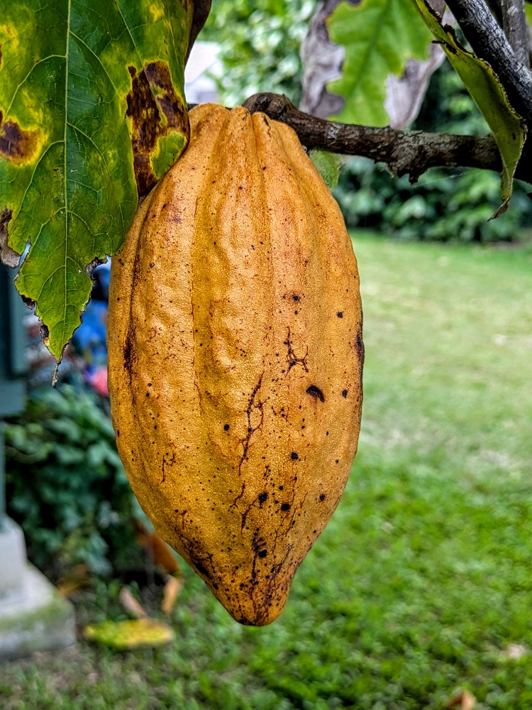 Cacao fruit