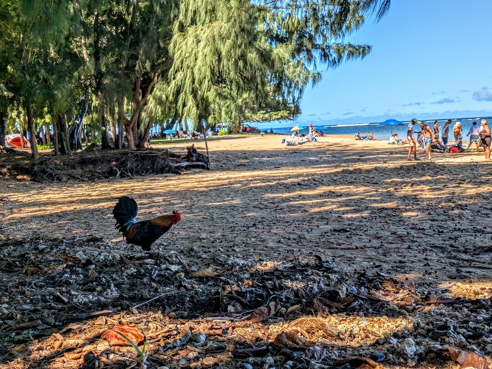 Rooster on Anini Beach