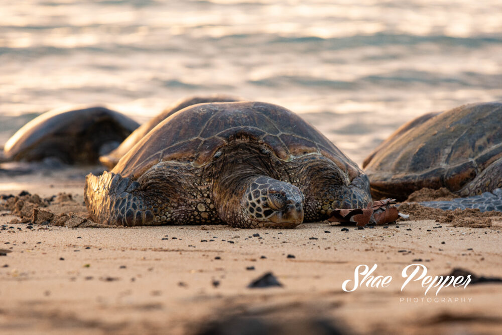 Sleeping sea turtle