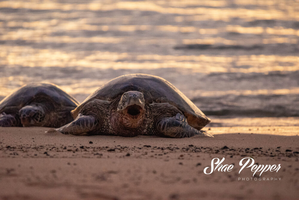 Yawning sea turtle