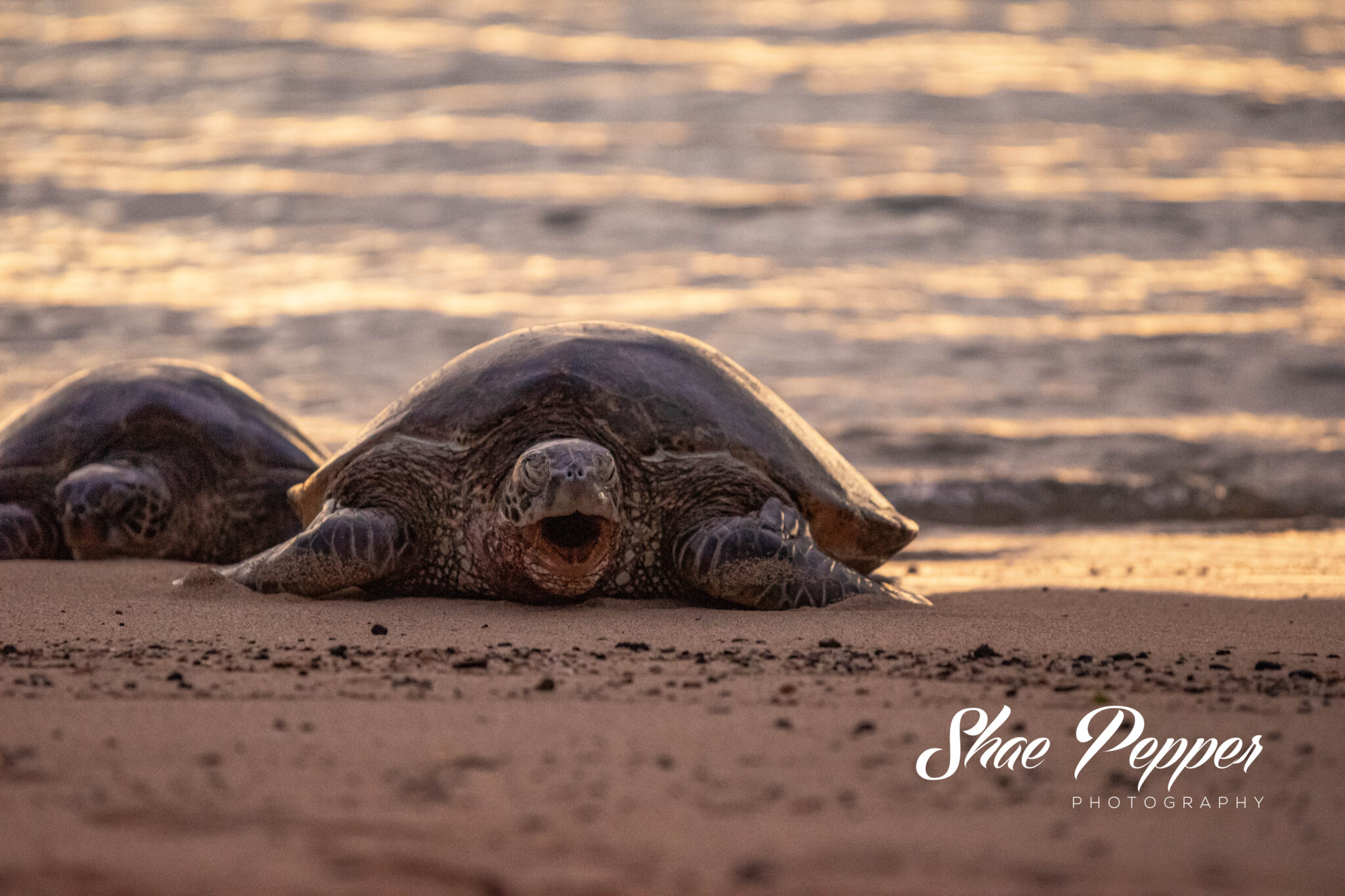Spotting Sea Turtles At Poipu Beach In Kaua'i, HI - No Home Just Roam