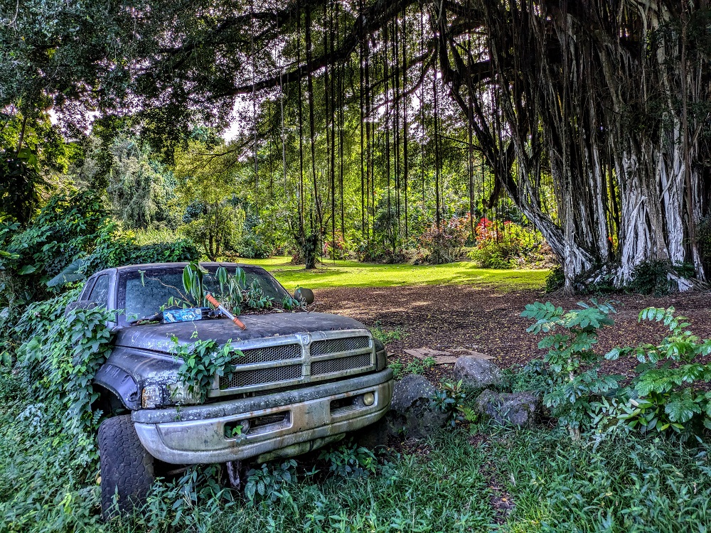 There was a cool banyan tree and abandoned truck though