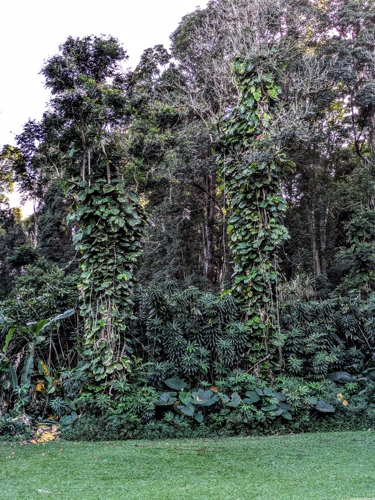 Trees in Kaumahina State Wayside Park - No Home Just Roam