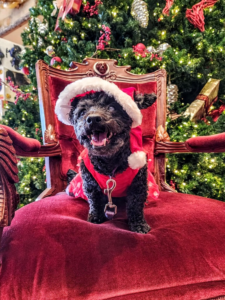 Truffles was treated like a queen while we were away