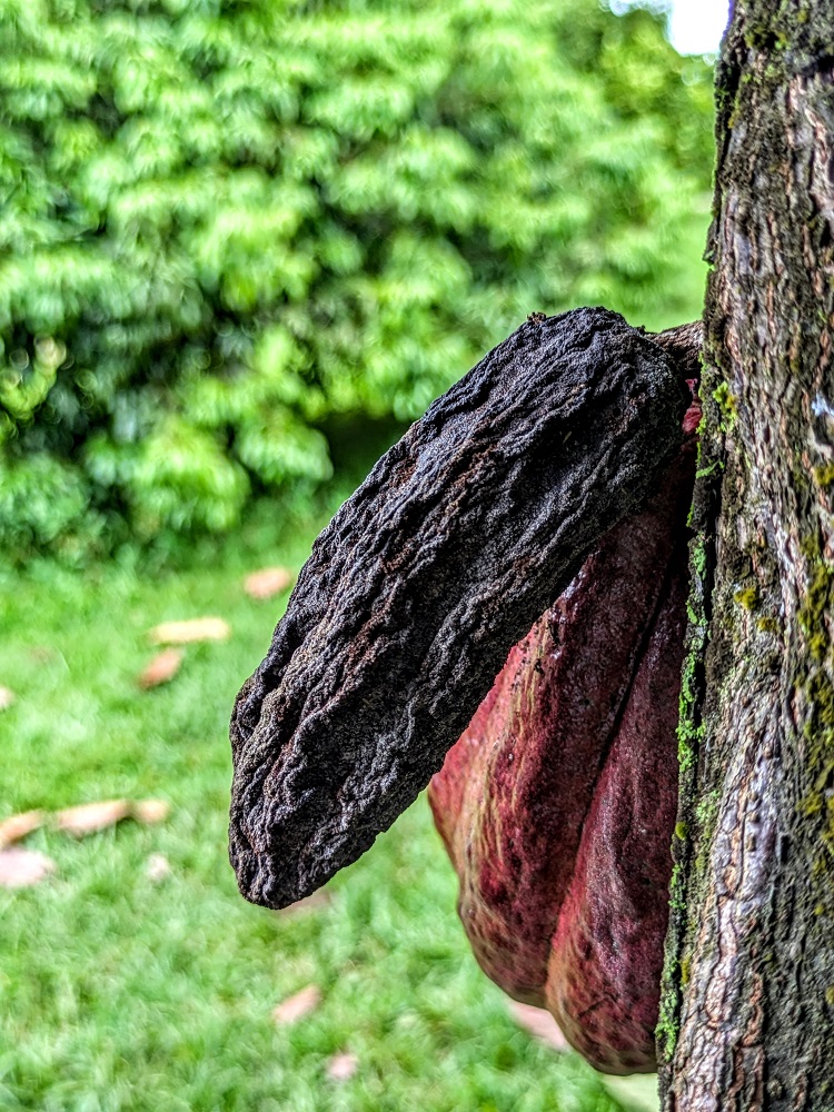 A mummified cacao pod