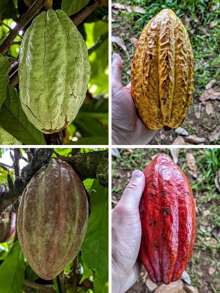 Cacao pods at various stages of ripeness