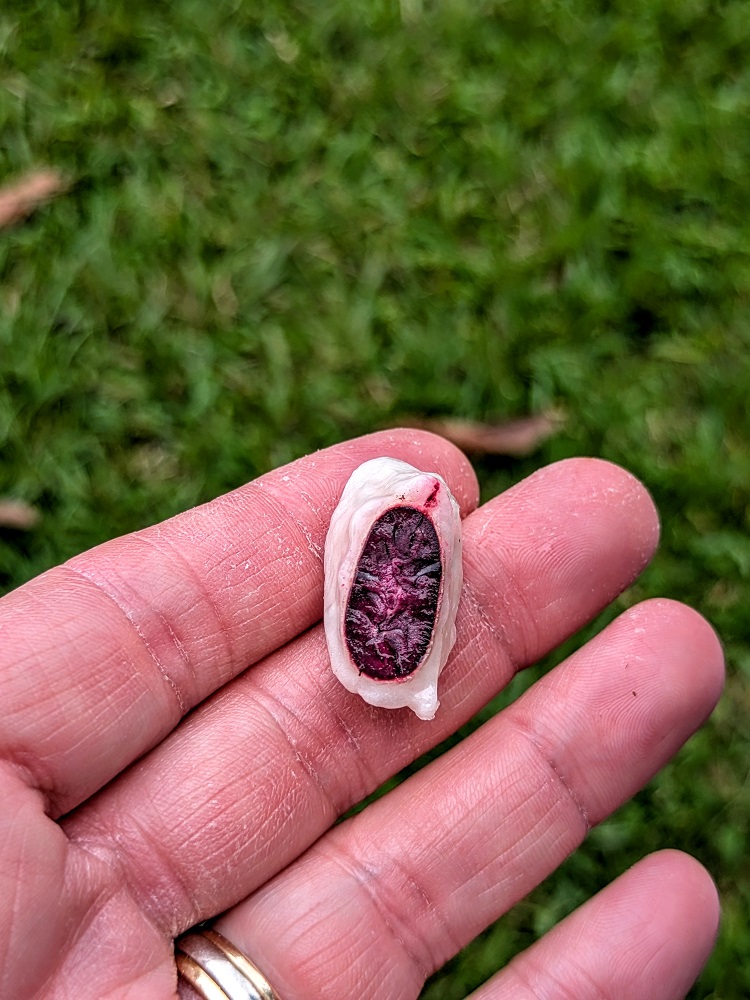 Cacao seed
