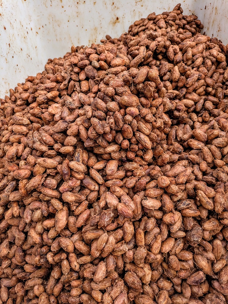 Fermenting cacao beans