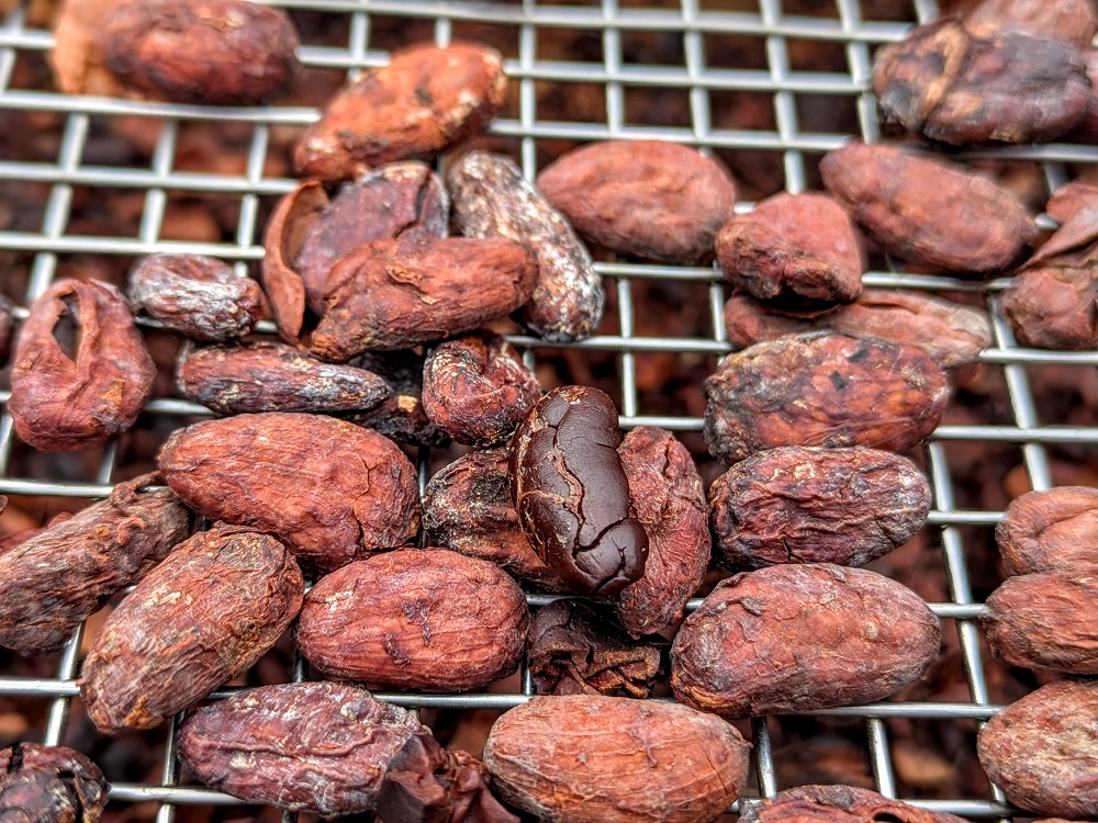 Imperfect cacao beans