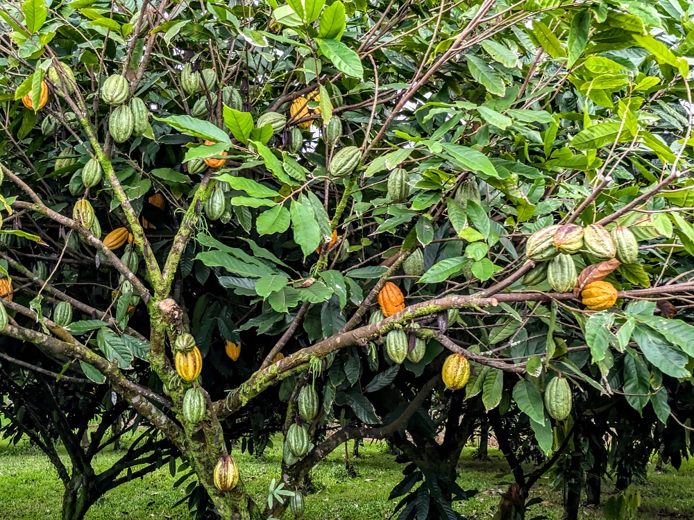 Lavaloha Chocolate Farm Tour - Cacao tree