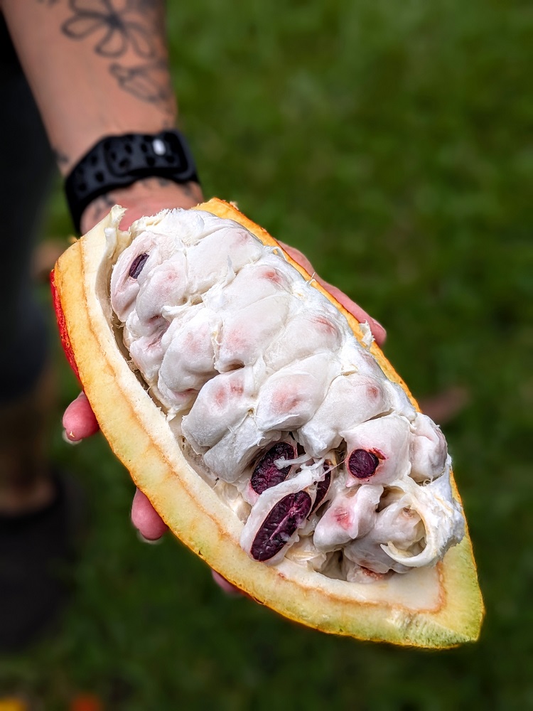 Lavaloha Chocolate Farm Tours - Cacao seeds inside a cacao pod