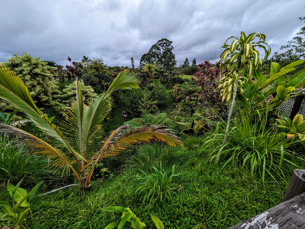 Lavaloha's botanical garden in a lava tube