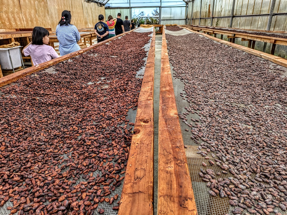 Newly drying cacao beans and older dried beans
