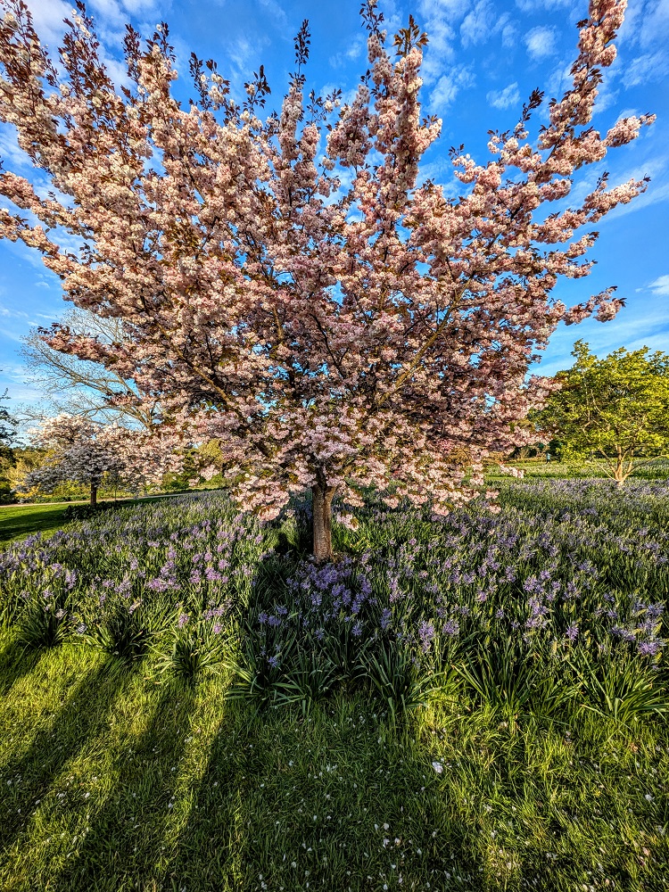 Cherry blossom