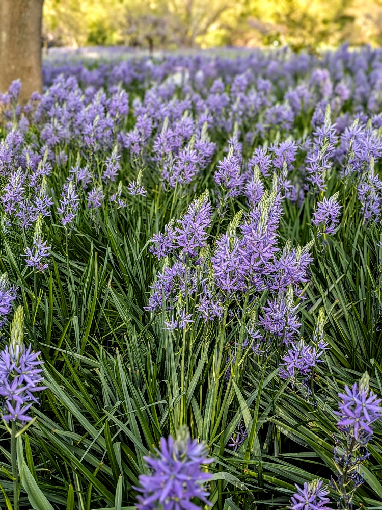 Common camas at RHS Garden Wisley