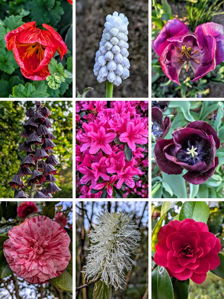 Flowers in bloom at RHS Garden Wisley