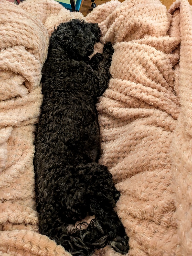 I think Truffles thinks she's sleeping on a cloud when she's on this