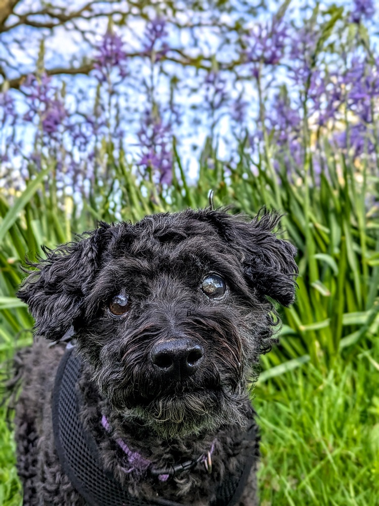 The less common - but more adorable - Truffles
