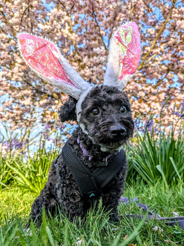 This was the perfect opportunity to crack out the bunny ears again!