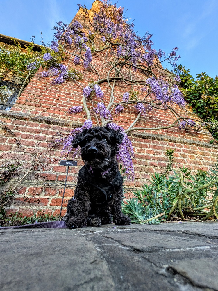 Truffles in front of wisteria on the Old Laboratory building