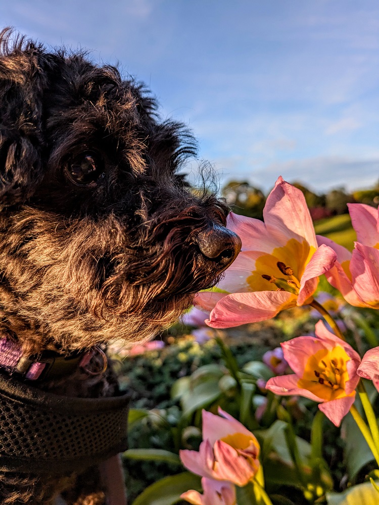 Truffles stopping to smell the roses other flowers