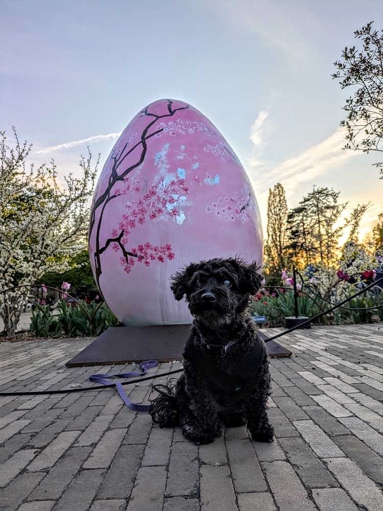Walkies at Wisley - Truffles in front of one of the Easter eggs