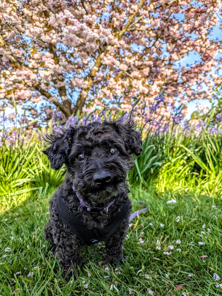 Walkies at Wisley - Truffles in front of the cherry blossom