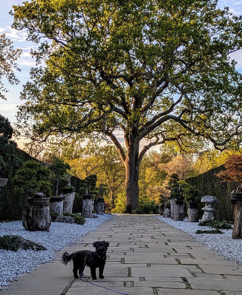 Walkies at Wisley - Truffles in the Herons Bonsai Walk