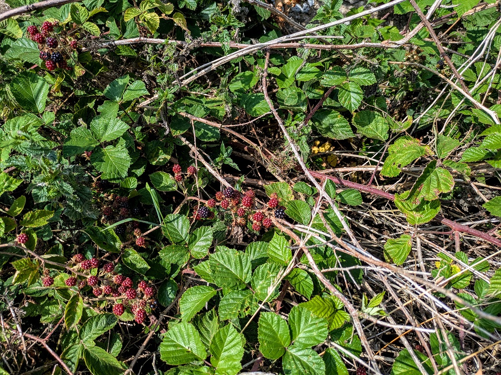 Blackberry bushes
