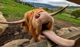 Drumbuie Farm B & B and Quila Cridhe Tearoom - Highland cow tongue