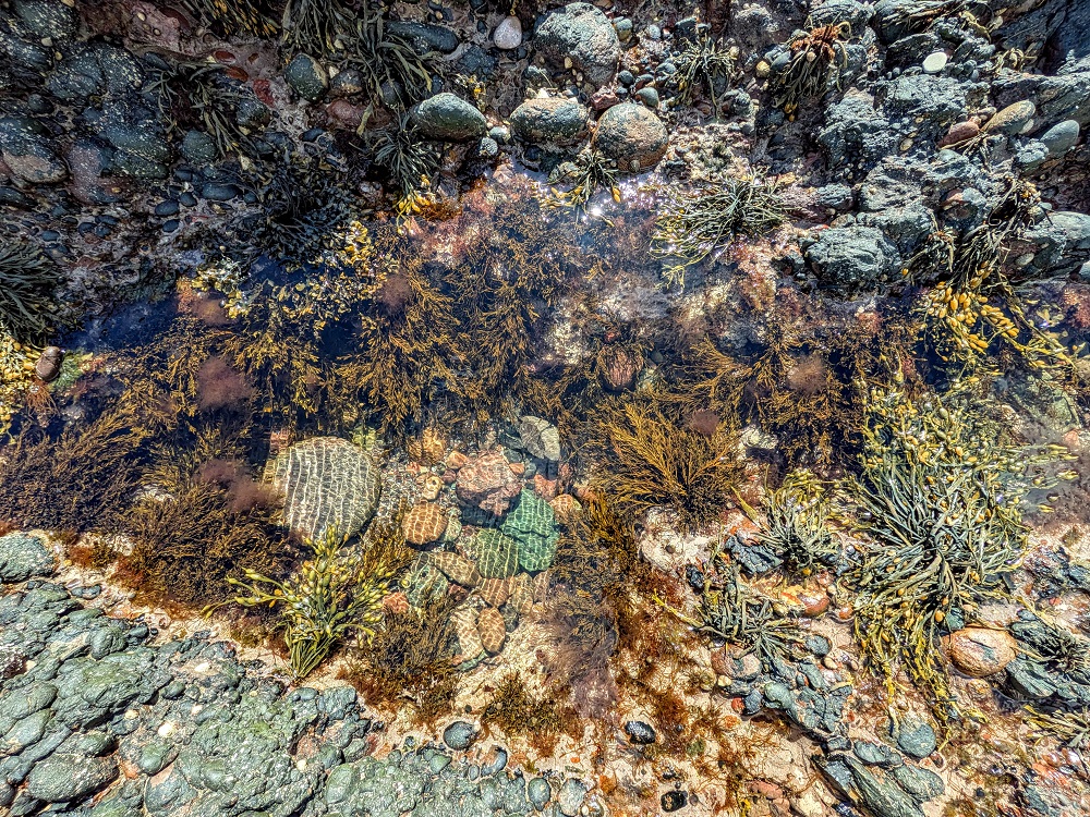 Dunnottar Castle - One of the rock pools