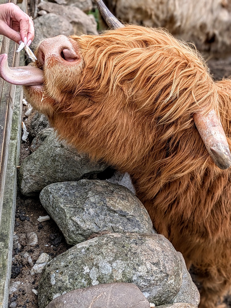 Feeding a Highland cow at Drumbuie Farm in Inverness