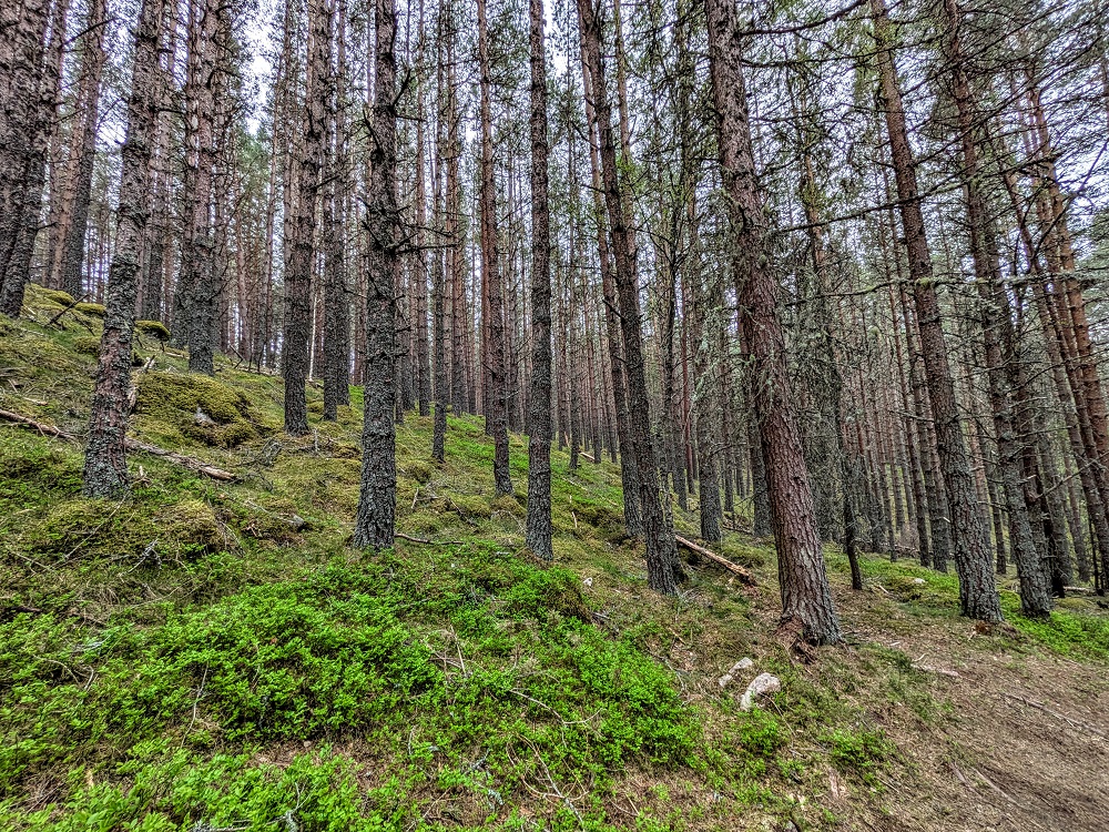 Forest at Balmoral