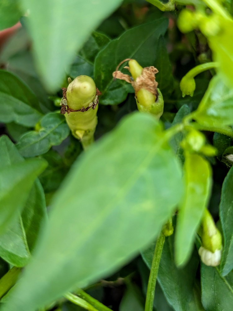 I'm looking forward to trying these chili peppers