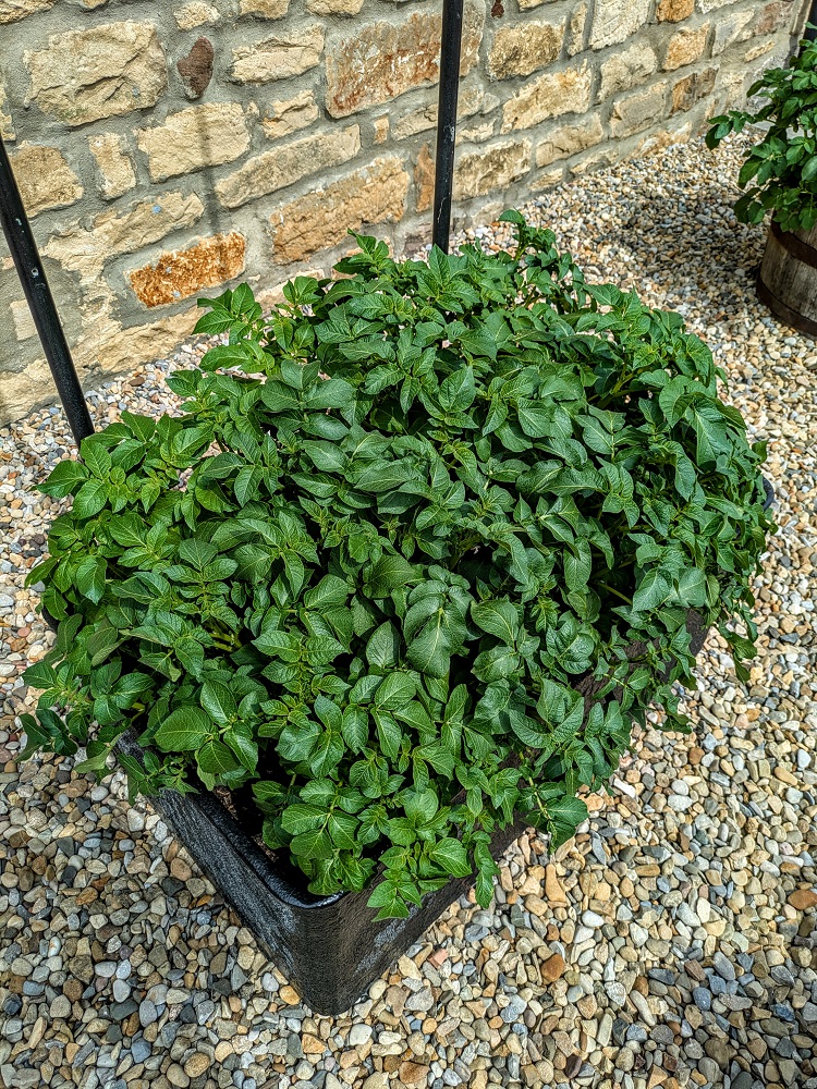 One potato planter