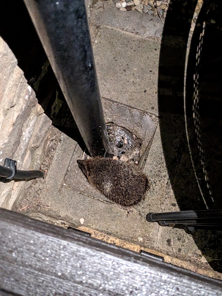 Our almost elusive hedgehog friend