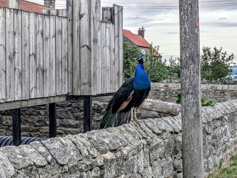 Our neighborhood peacock