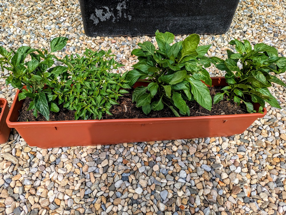 Pepper plants
