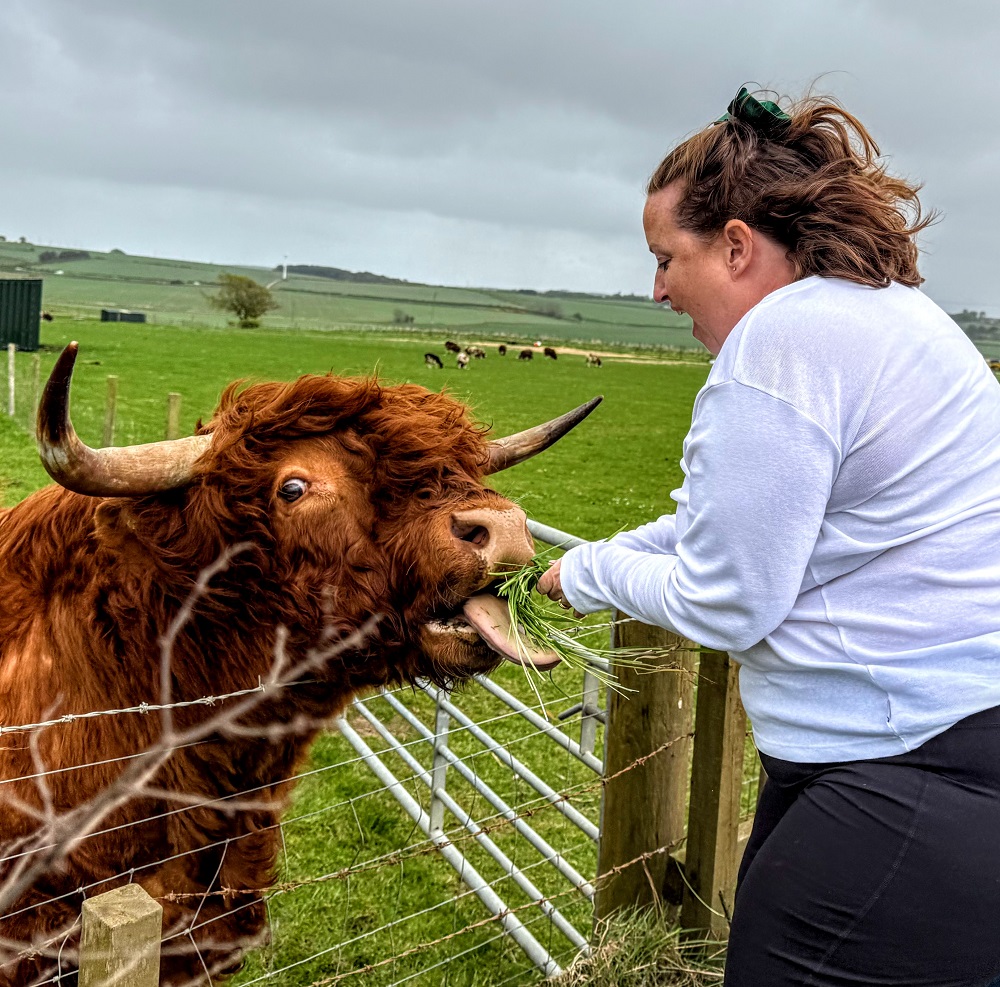 Shae feeding a Highland cow