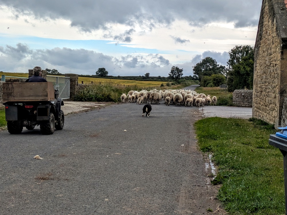 Sheep being herded up our road