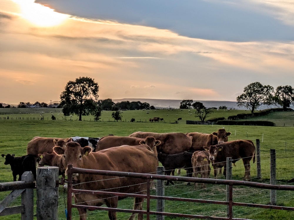 Some of our cow neighbors