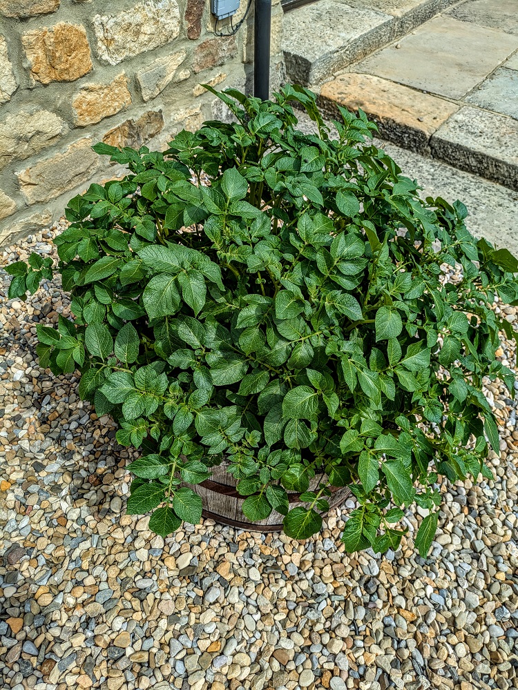 The other potato planter