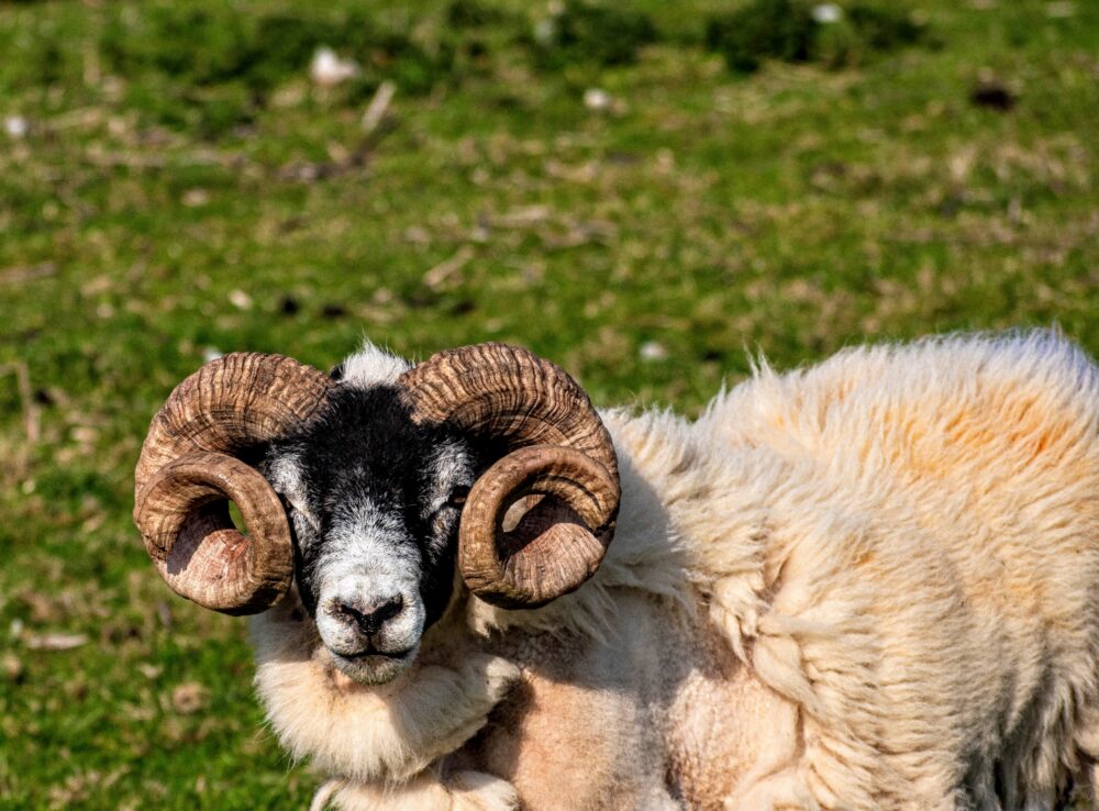 This sheep or Princess Leia - who wore it better