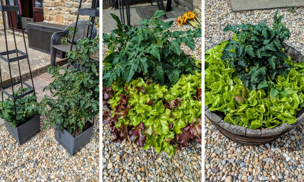 Tomato plants and lettuce